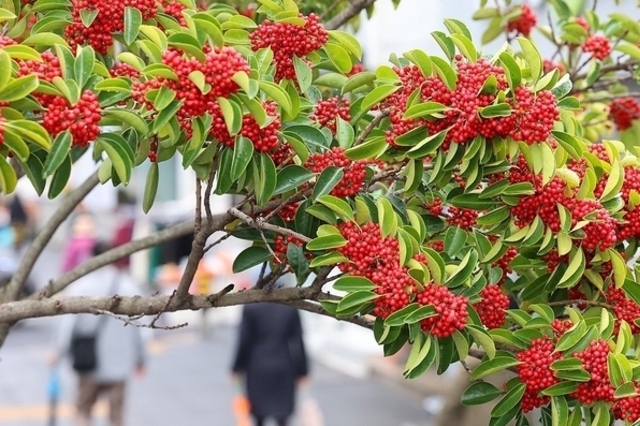 제주 맑다가 차차 구름 많아져…낮 최고 14∼16도