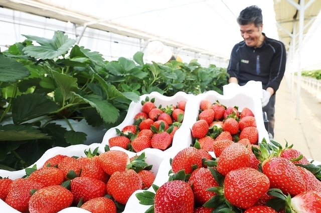 청년농에 내년 공공비축 임대농지 70 확대 공급