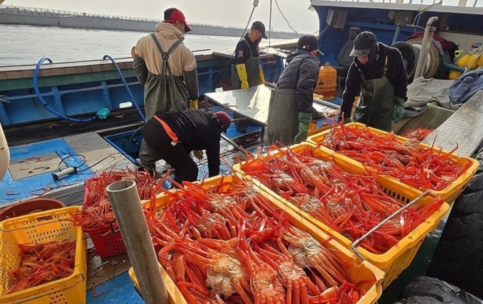 강릉 주문진항의 제철 맞은 홍게