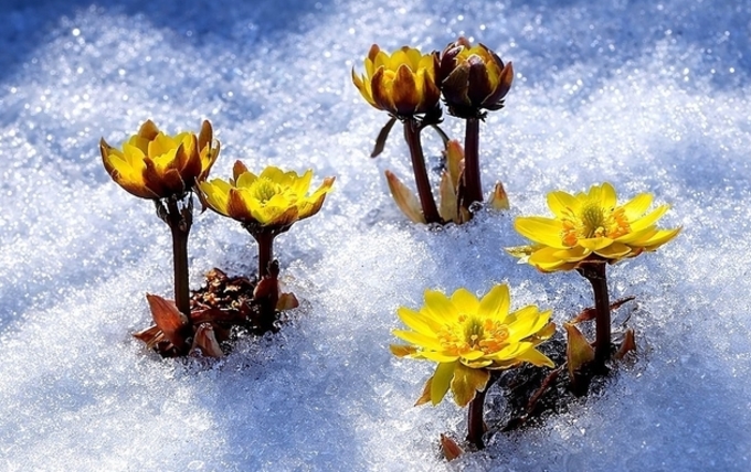 설원에 피어난 '봄의 전령'