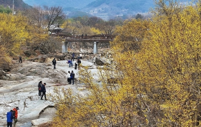 자연과 어우러진 구례산수유꽃축제
