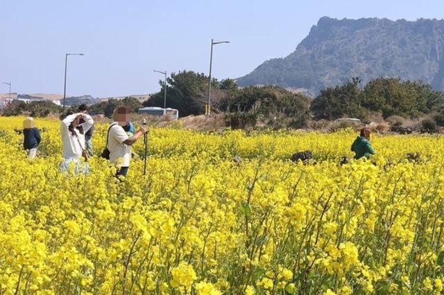 노란 물결 제주 유채꽃밭