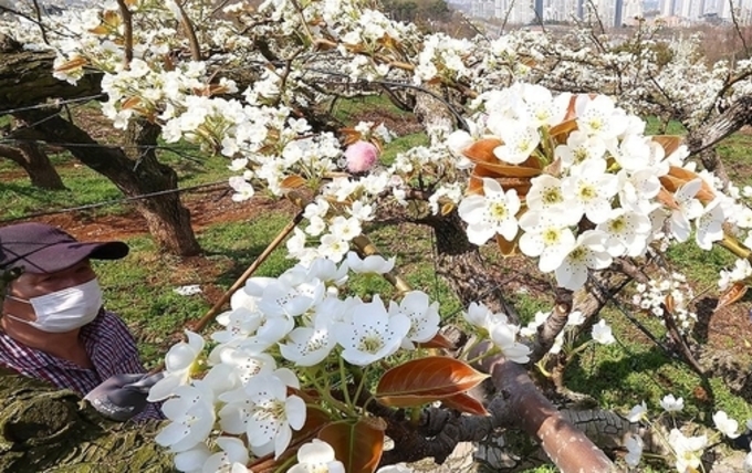 만개한 배꽃, 인공수분 작업