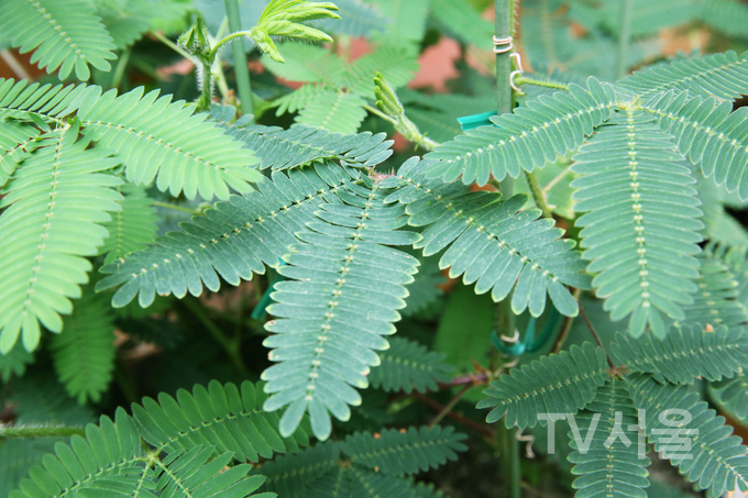 건드리면 잎을 차례로 접는 미모사.