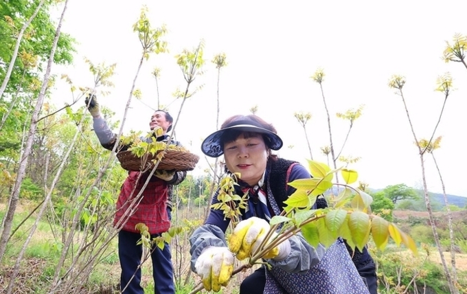 봄나물의 여왕 '옻순'